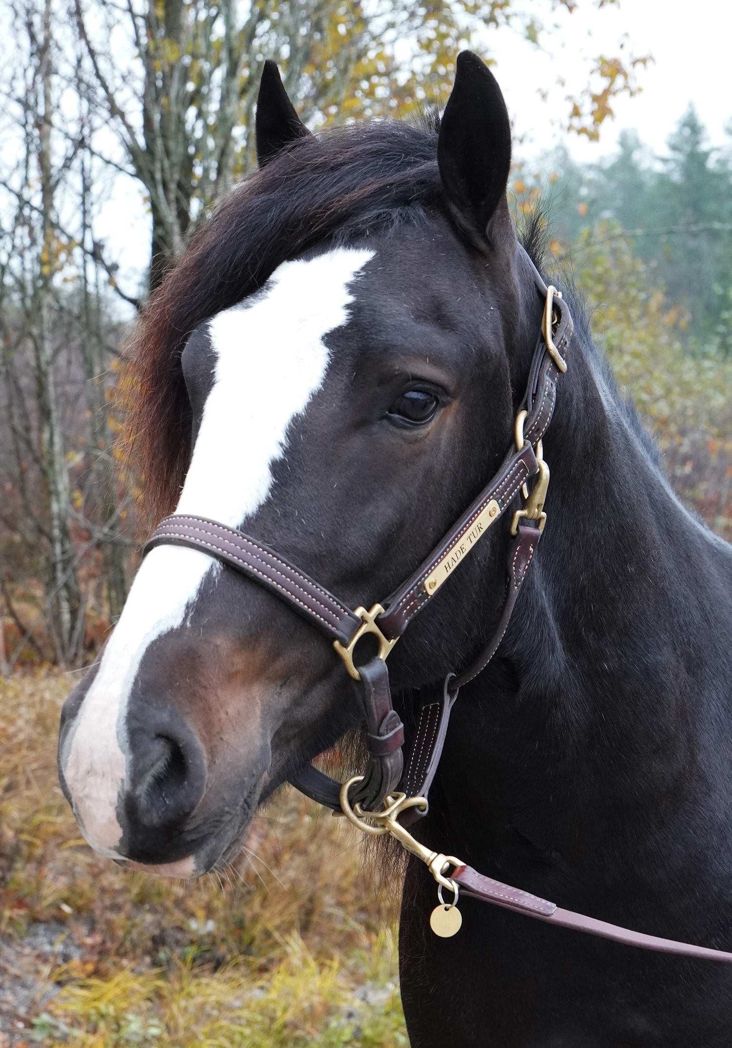 Hade Tur 251023-5